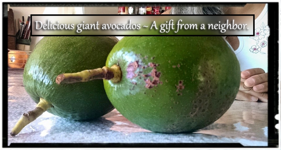 Sensing-Majesty-Rene-Comer-Giant-Avocado-Food-Photograph