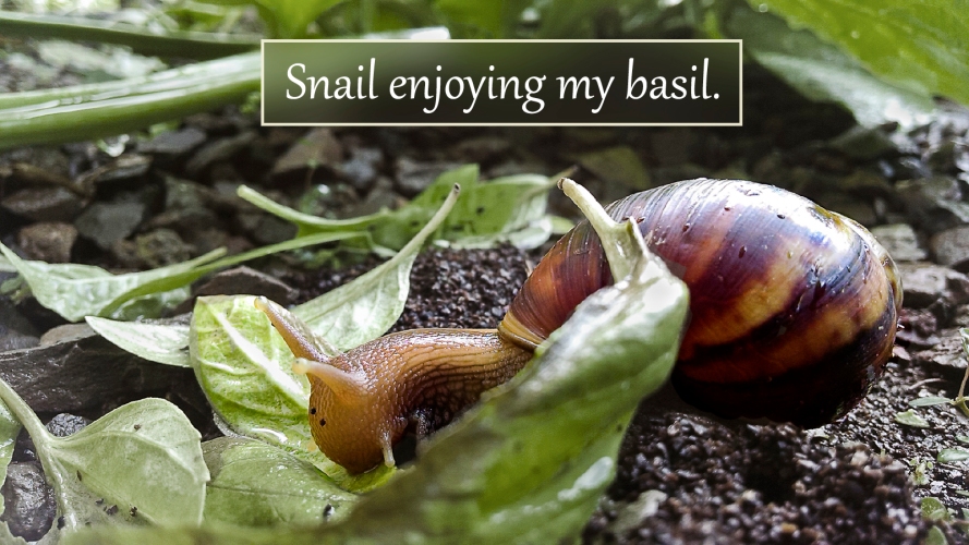 Sensing-Majesty-Rene-Comer-Snail-Garden-Photography