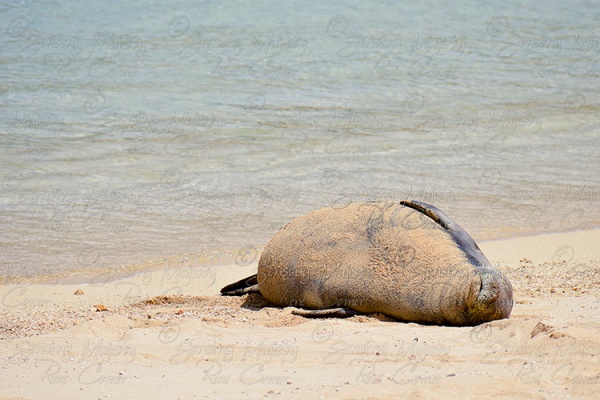Monk Seal, Nature Photography, Various Sizes Available